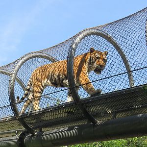 Amur tiger