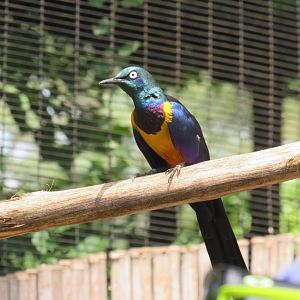 Golden-breasted starling