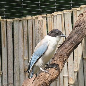 Azure-winged magpie