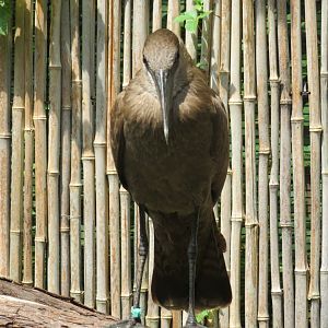 Hamerkop