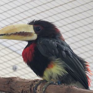Ivory-billed aracari