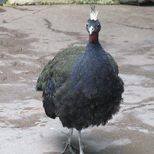 Congo peafowl