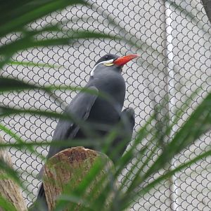 Inca tern