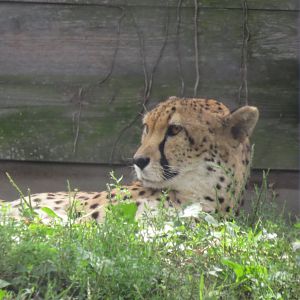 Cheetah