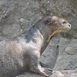 Giant otter