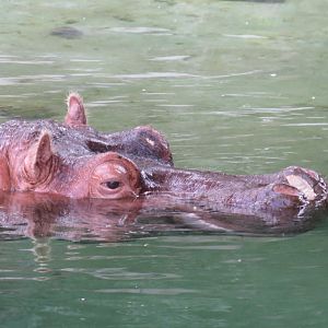 River hippopotamus