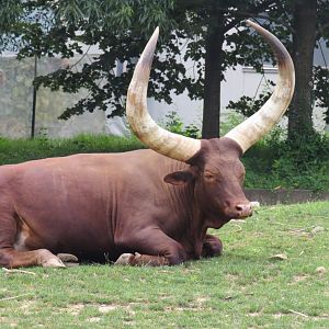 Watusi cattle