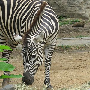 Plains zebra