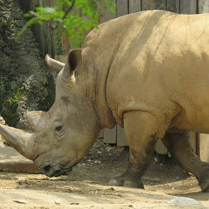 White rhinoceros