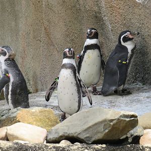 Humboldt penguins