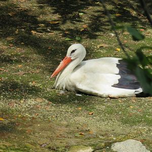 White stork