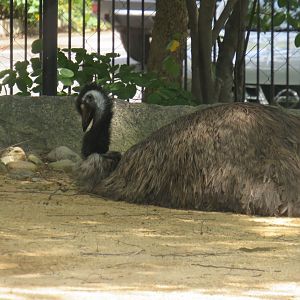 Emu