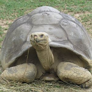 Galapagos tortoise
