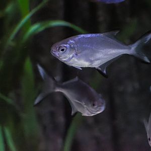 Fish ID - Sea Life München