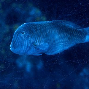 Fish ID - Sea Life München