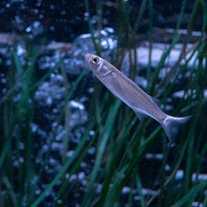 Fish ID - Sea Life München