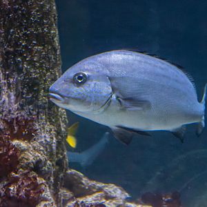 Fish ID - Sea Life München