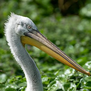 Dalmation Pelican, WWT Arundel, UK