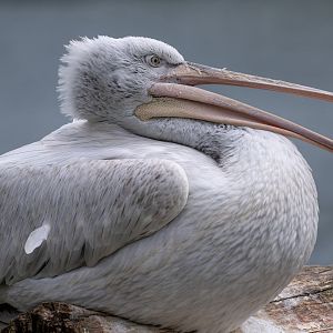 Dalmation Pelican, WWT Arundel, UK