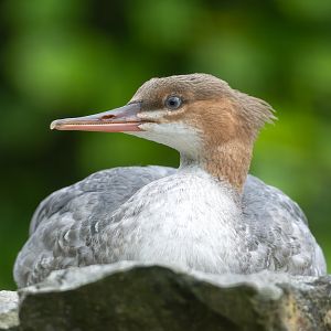 Scaly sided Merganser (f), WWT Arundel, UK