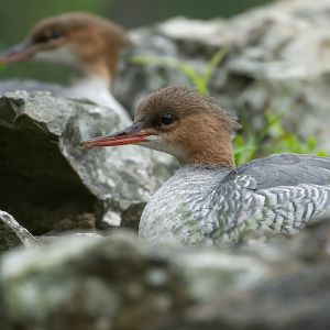 Scaly sided Merganser (juvenile), WWT Arundel, UK