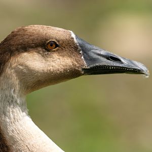 Swan Goose, WWT Arundel, UK