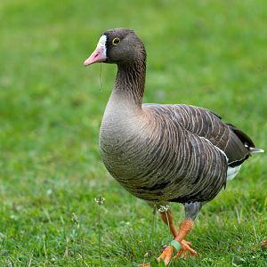 Lesser white fronted goose, WWT Arundel, UK