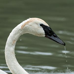 Trumpeter swan, WWT Arundel, UK