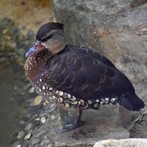 Dendrocygna guttata - Spotted Whistling Duck / Zoo d'Upie 2024