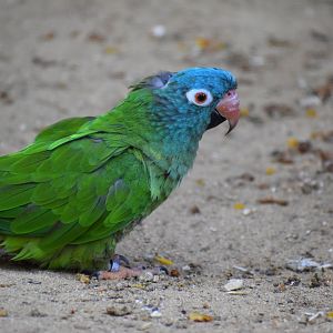 Thectocercus acuticaudatus - Blue-crowned Parakeet / Zoo d'Upie 2024