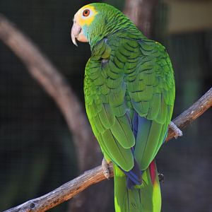 Amazona barbadensis - Yellow-shouldered Amazon / Zoo d'Upie 2024