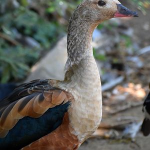 Neochen jubata - Orinoco Goose / Zoo d'Upie 2024