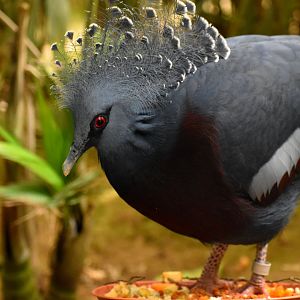 Goura victoria - Victoria Crowned Pigeon / Zoo d'Upie 2024