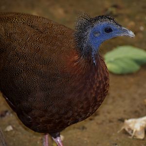 Argusianus argus - Great Argus / Zoo d'Upie 2024