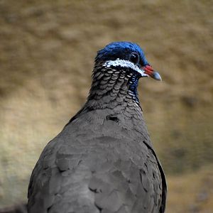 Starnoenas cyanocephala - Blue-headed Quail-Dove / Zoo d'Upie 2024