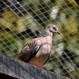 Spilopelia chinensis - Spotted Dove / Zoo d'Upie 2024