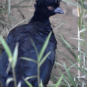 Crax daubentoni - Yellow-knobbed Curassow / Zoo d'Upie 2024