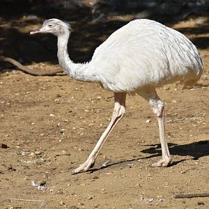 Rhea americana - Greater Rhea / Zoo d'Upie 2024