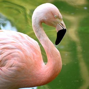 Phoenicopterus chilensis - Chilean Flamingo / Zoo d'Upie 2024