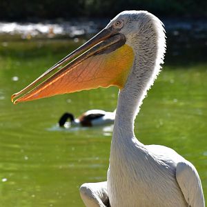 Pelecanus crispus - Dalmatian Pelican / Zoo d'Upie 2024