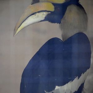 Buceros bicornis - Great Hornbill / Zoo d'Upie 2024