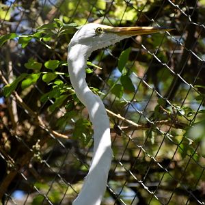 Ardea alba - Great Egret  / Zoo d'Upie 2024