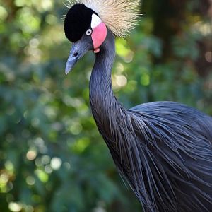 Balearica pavonina - Black Crowned Crane / Zoo d'Upie 2024