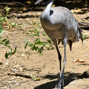 Antigone canadensis - Sandhill Crane / Zoo d'Upie 2024