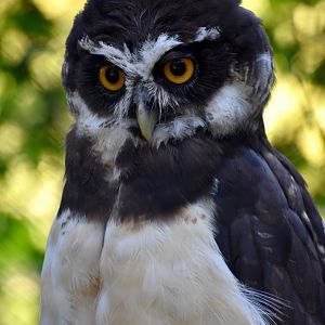 Pulsatrix perspicillata - Spectacled Owl / Zoo d'Upie 2024