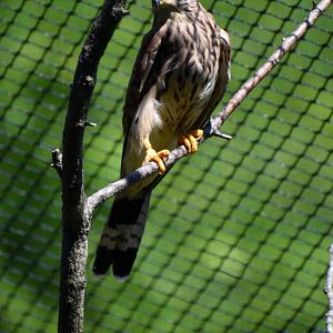 Falco naumanni - Lesser Kestrel  / Zoo d'Upie 2024