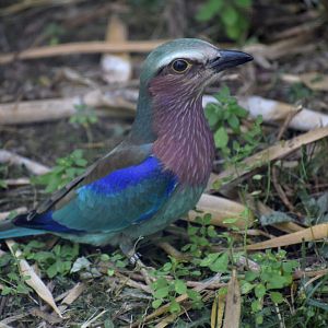 Coracias caudatus - Lilac-breasted Roller / Zoo d'Upie