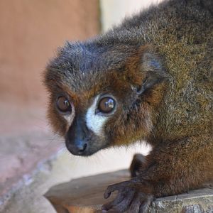 Eulemur rubriventer - Red-bellied lemur / Zoo d'Upie 2024