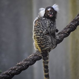 Callithrix jacchus - Common marmoset / Zoo d'Upie 2024