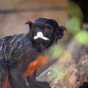 Saguinus labiatus - White-lipped tamarin / Zoo d'Upie 2024